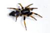 Kishidaia conspicua